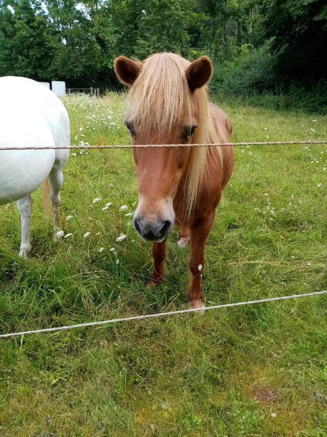 Ferienwohnung Eva Mechernich Buitenkant foto